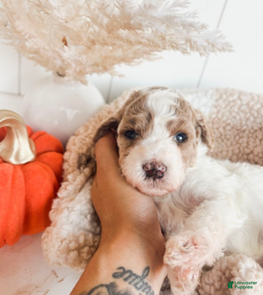 Mini Goldendoodle dogs for sale: Ember - Ad 1