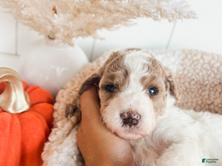 Mini Goldendoodle dogs Ember - Ad 14