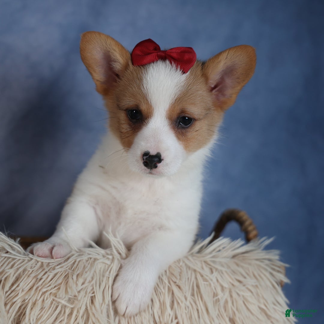 Welsh Corgi Pembroke dogs for sale: Dolly - Ad 3
