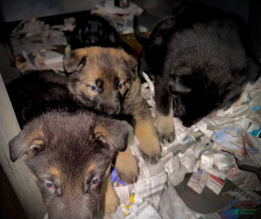 German Shepherd dogs for sale: German Shepherd Puppy 2 - Ad 1