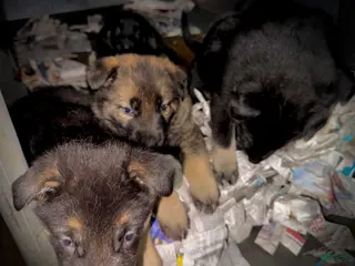 German Shepherd dogs for sale: German Shepherd Puppy 2 - Ad 2