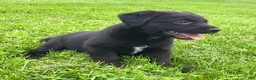 Mixed Breed dogs for sale: Sassy - Ad 3