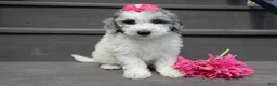 Sheepadoodle dogs for sale: Emmy-MEDIUM - Ad 6