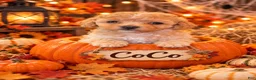 Toy Poodle dogs for sale: Coco - Ad 2