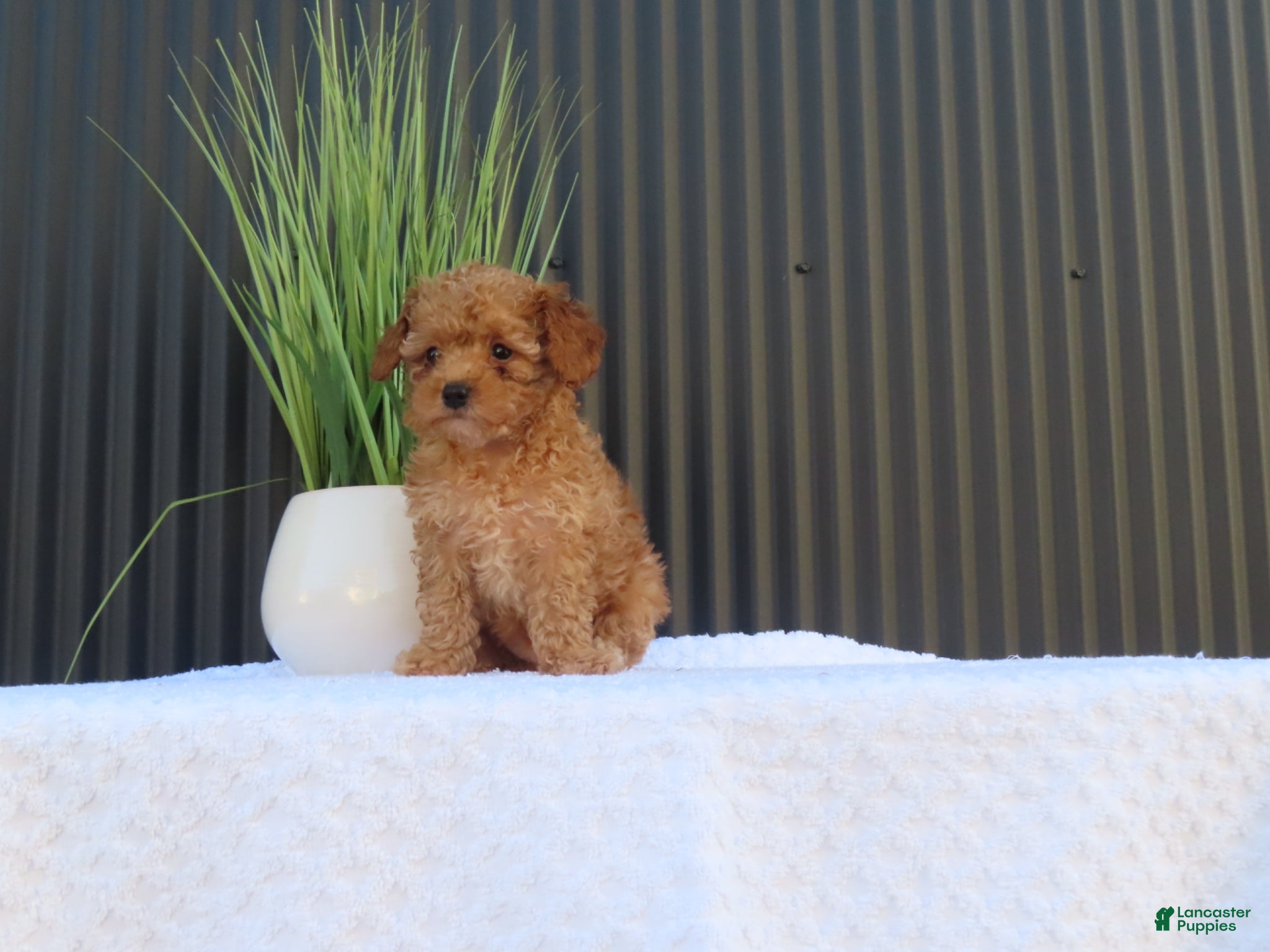 Toy Poodle dogs for sale: Bobby - Ad 3