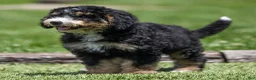 Bernedoodle dogs for sale: Hayes Bernedoodle Puppy  - Ad 3