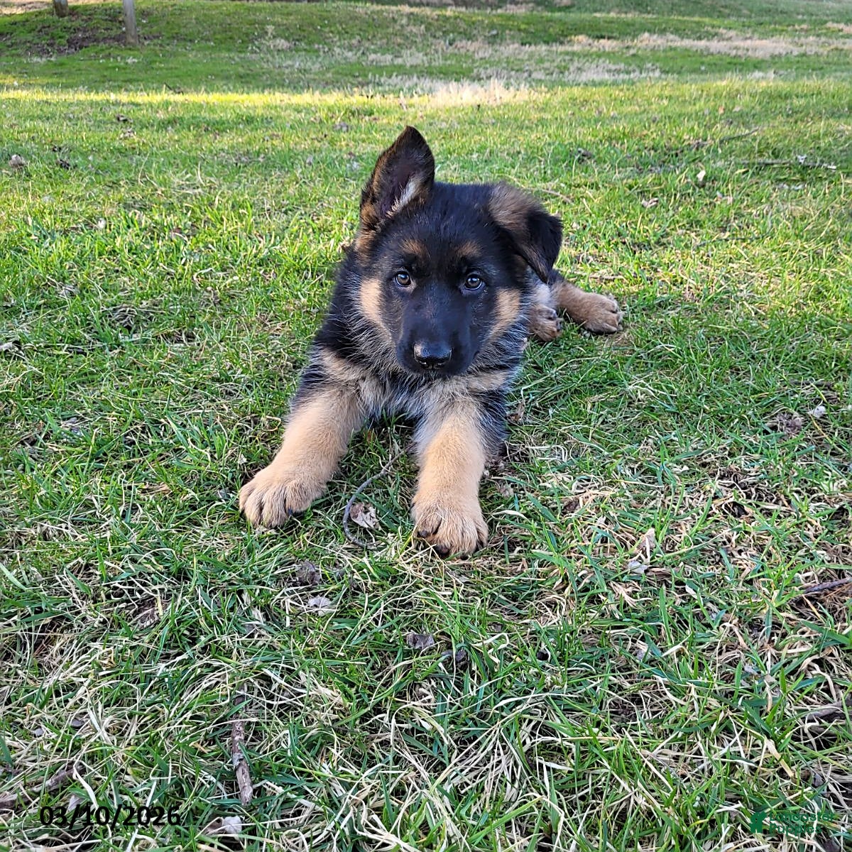 German Shepherd dogs Missy - Ad 1