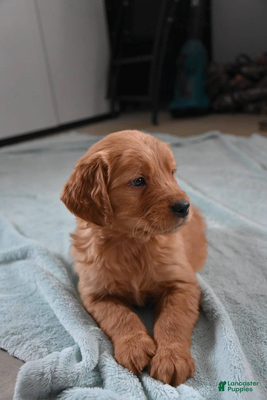 Golden Retriever dogs for sale: Dallas Genetic/OFA - Ad 5