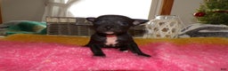 Chihuahua dogs for sale: Chihuahua Puppy 8 Tiny - Ad 3