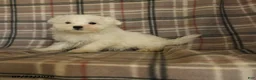 Maltese dogs for sale: Rover  - Ad 8