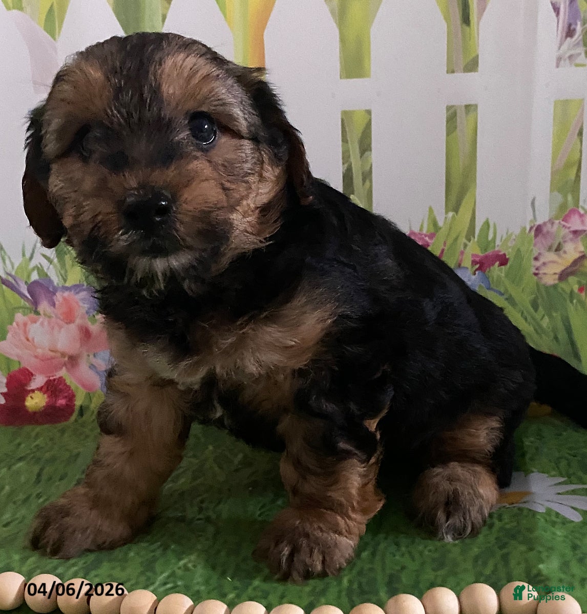 Yorkiepoo dogs Chase - Ad 1