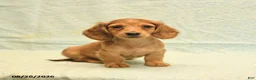 Dachshund dogs for sale: Lewis - Ad 1