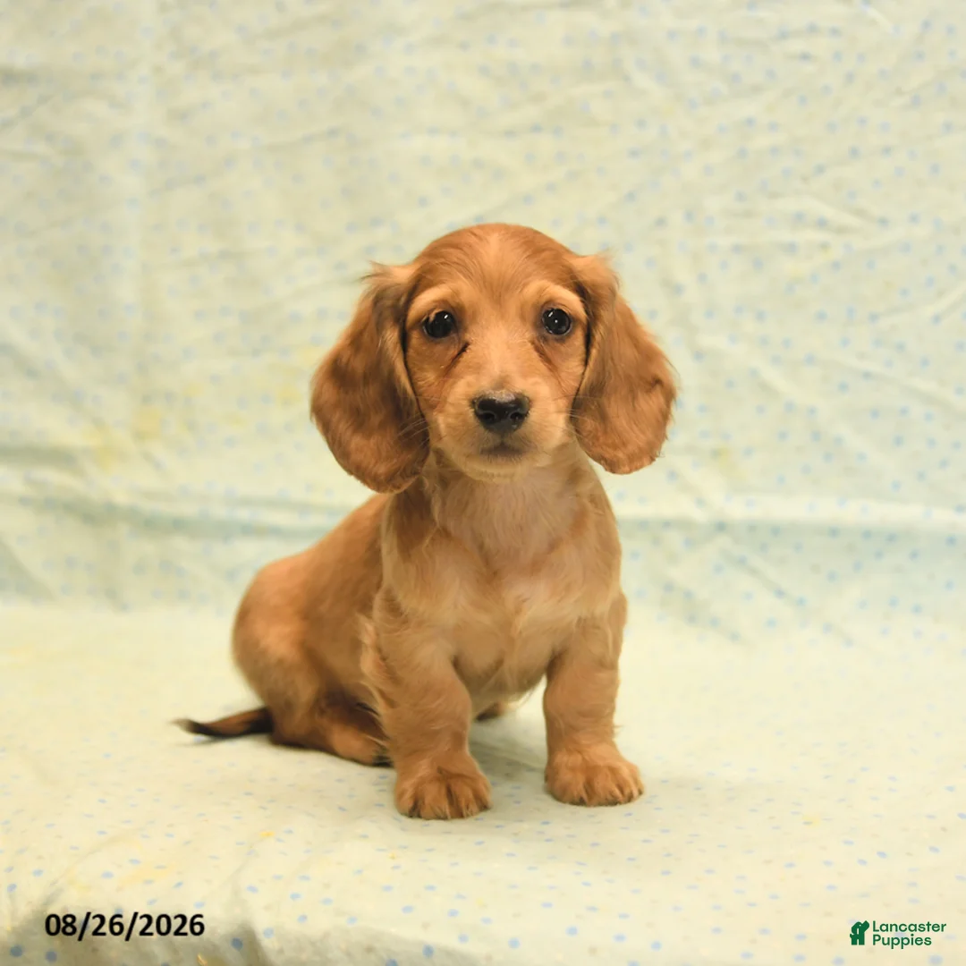 Dachshund dogs for sale: Lewis - Ad 1