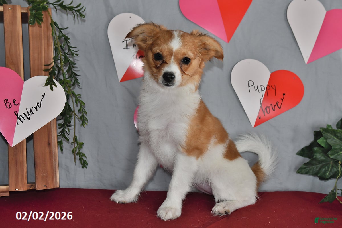 Papillon dogs Nelly - Ad 5