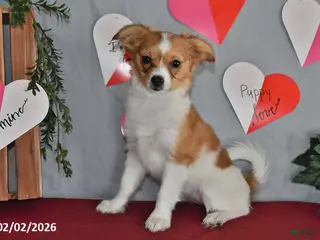 Papillon dogs Nelly - Ad 5