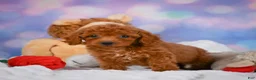 Cavapoo dogs for sale: Dixie - Ad 6