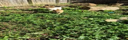 Shiba Inu dogs for sale: Shrimp - Ad 5
