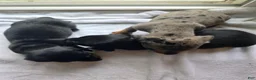 Miniature Dachshund dogs for sale: Curly  - Ad 7