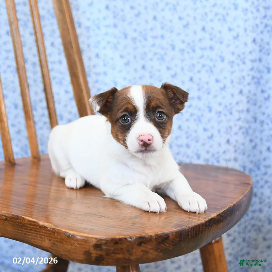 Jack Russell Terrier dogs for sale: Mocha - Ad 3