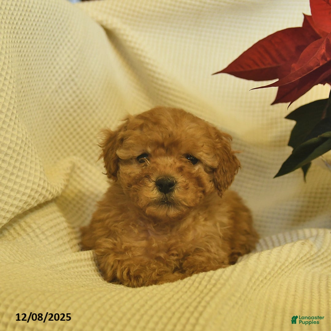 Cavapoo dogs for sale: Amber  - Ad 3