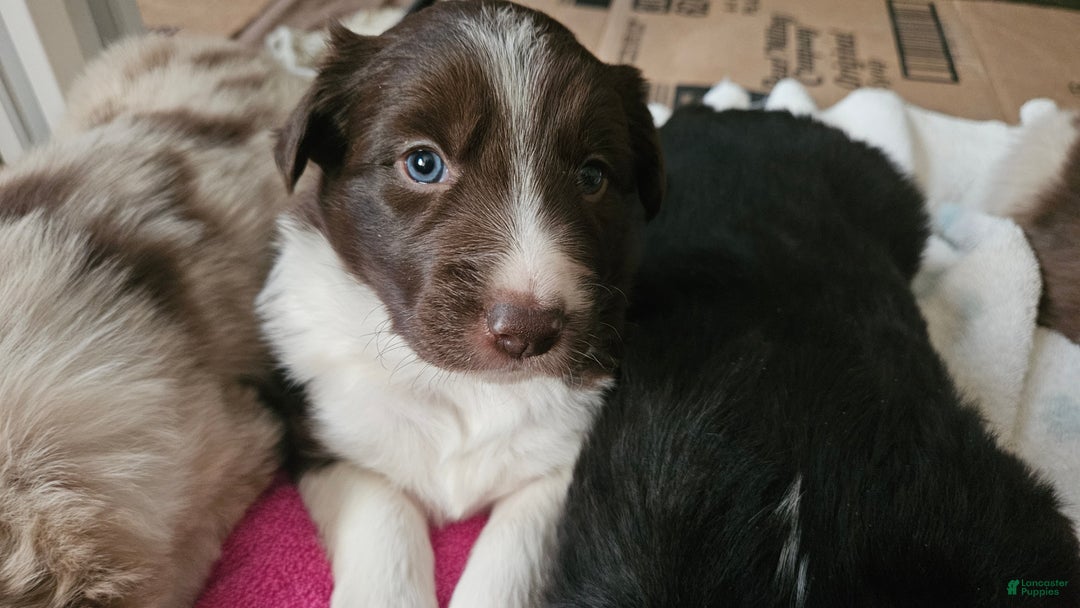 Border Collie dogs for sale: Border Collie Puppy 1 - Red - Ad 24