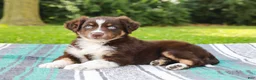 Australian Shepherd dogs for sale: Sarge - Ad 6