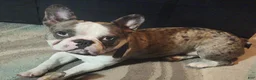 French Bulldog dogs for sale: French Bulldog 2 - Ad 6