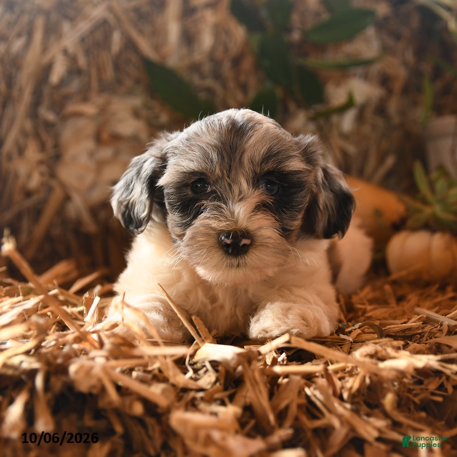 Havapoo dogs for sale: Bubbles - Ad 2