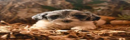 Havapoo dogs for sale: Bubbles - Ad 2