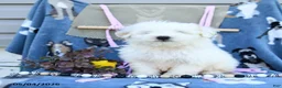 Maltipoo dogs for sale: Andrew - Ad 3