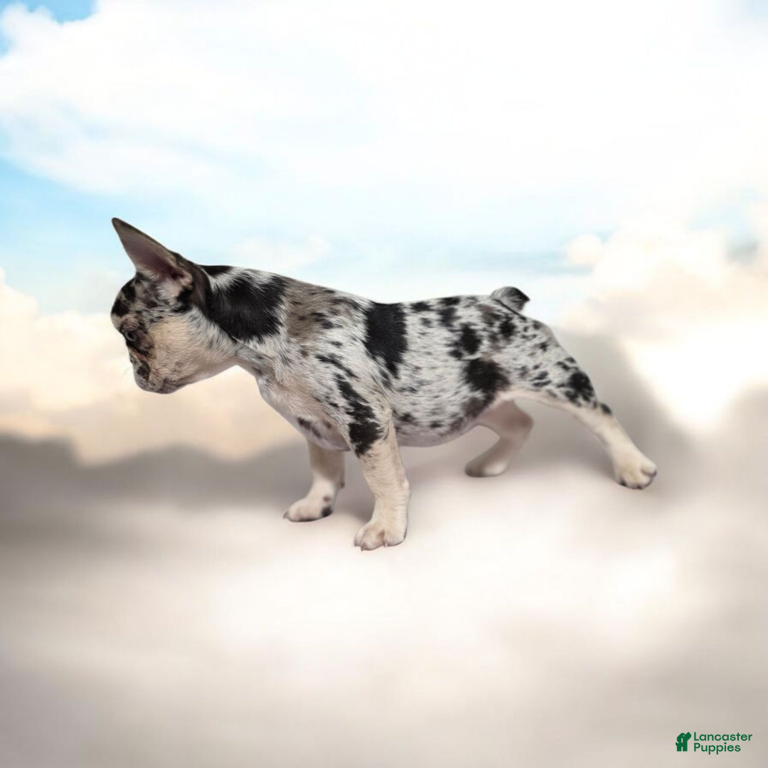 French Bulldog dogs for sale: French Bulldog Puppy 3 - Ad 2