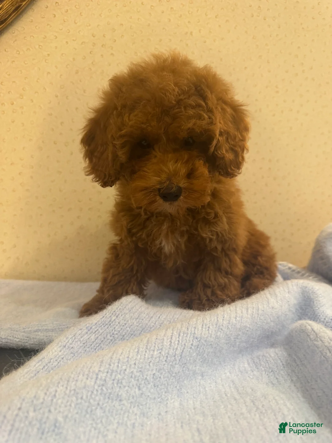 Toy Poodle dogs for sale: Coffee - Ad 3