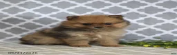Pomeranian dogs for sale: Mindy - Ad 5