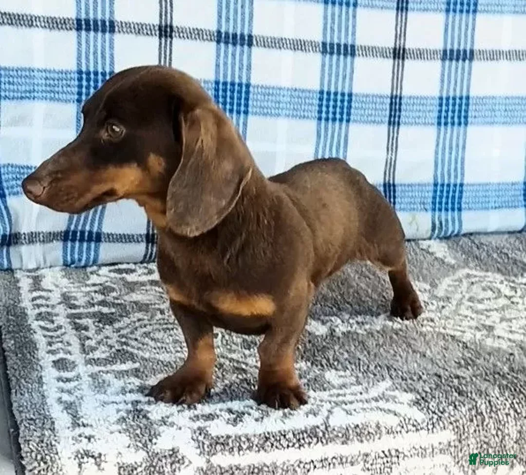 Miniature Dachshund dogs for sale: Frankie - Ad 7