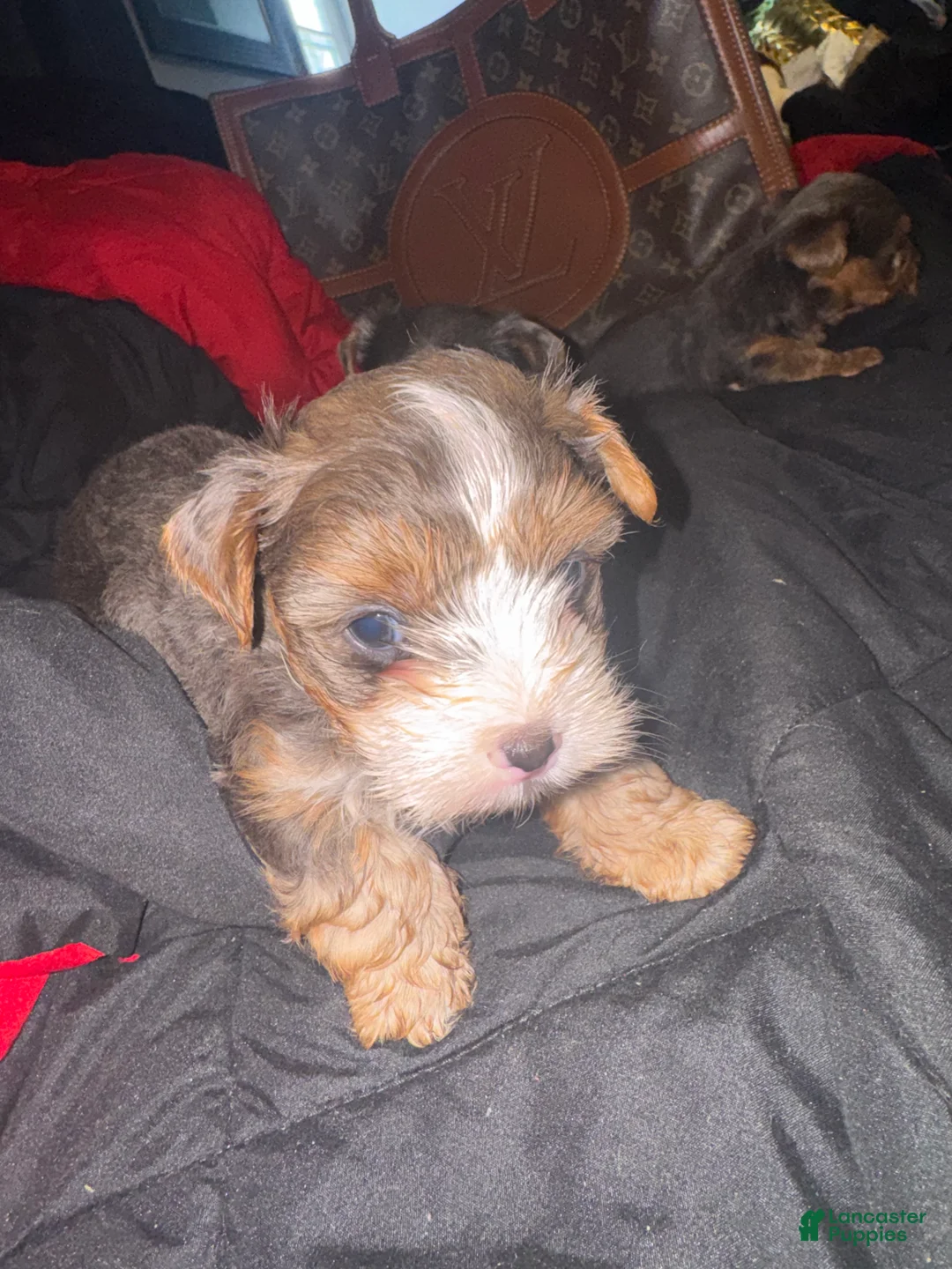 Yorkiepoo dogs for sale: Yorkiepoo 2 - Ad 2