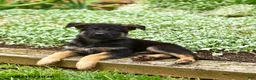 German Shepherd dogs for sale: Volvo - Ad 3