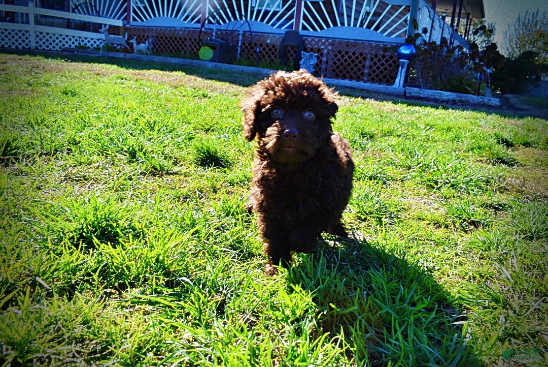 Havapoo dogs for sale: Isabella - Ad 17