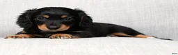 Miniature Dachshund dogs for sale: Ellie - Long Hair - Ad 7