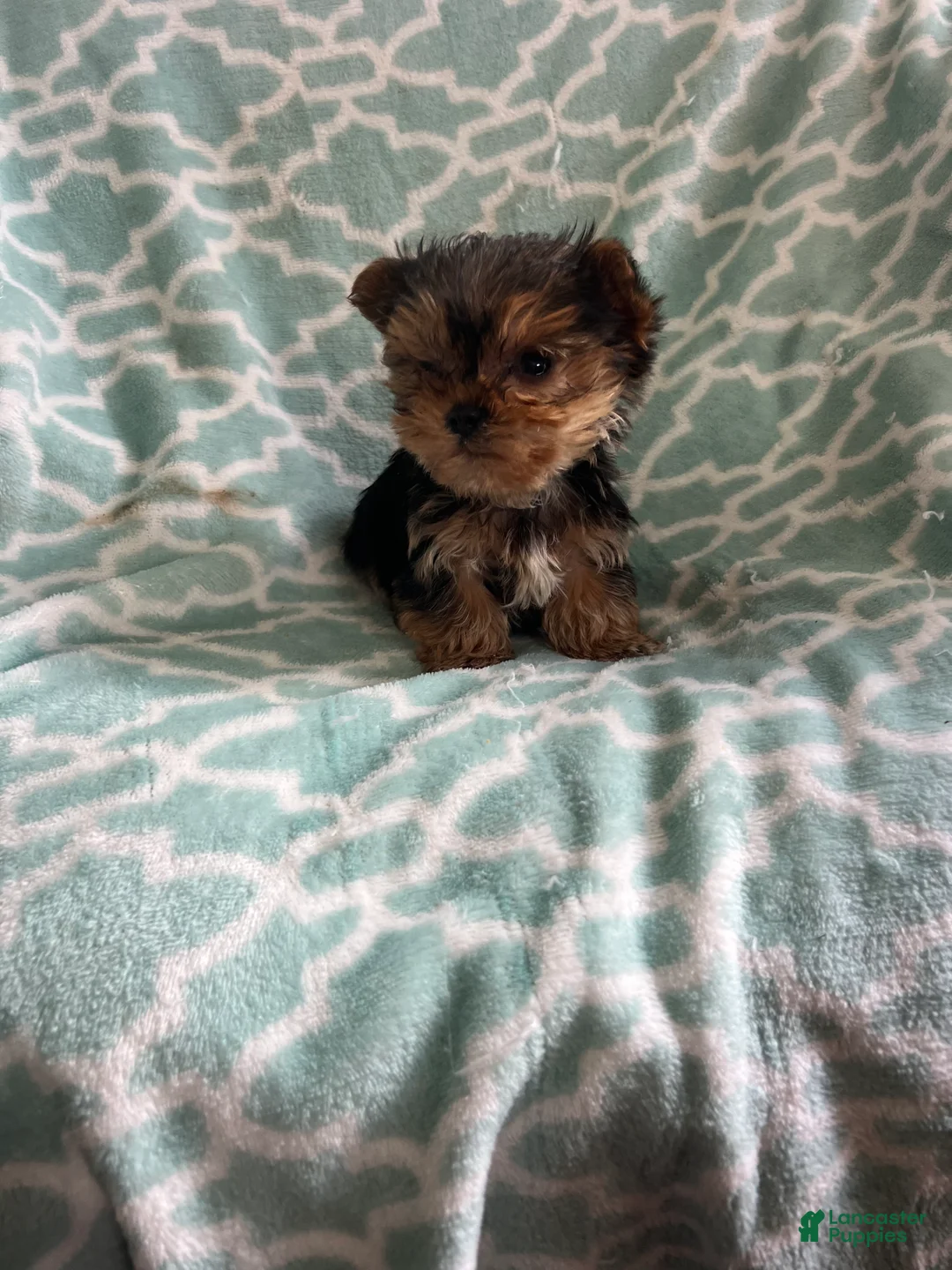 Yorkshire Terrier dogs for sale: Yorkshire- Pepper - Ad 1