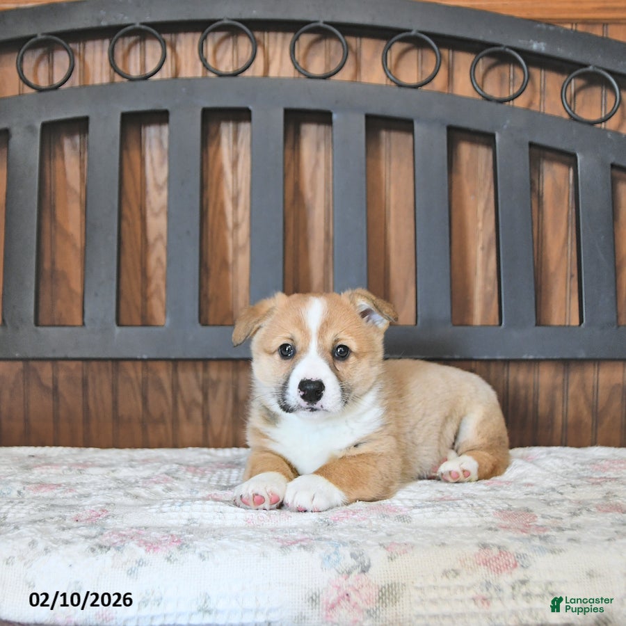 Welsh Corgi Pembroke dogs Tot  - Ad 40