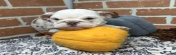 English Bulldog dogs for sale: Eden - Ad 3