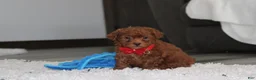 Bichpoo dogs for sale: Simba - Ad 5