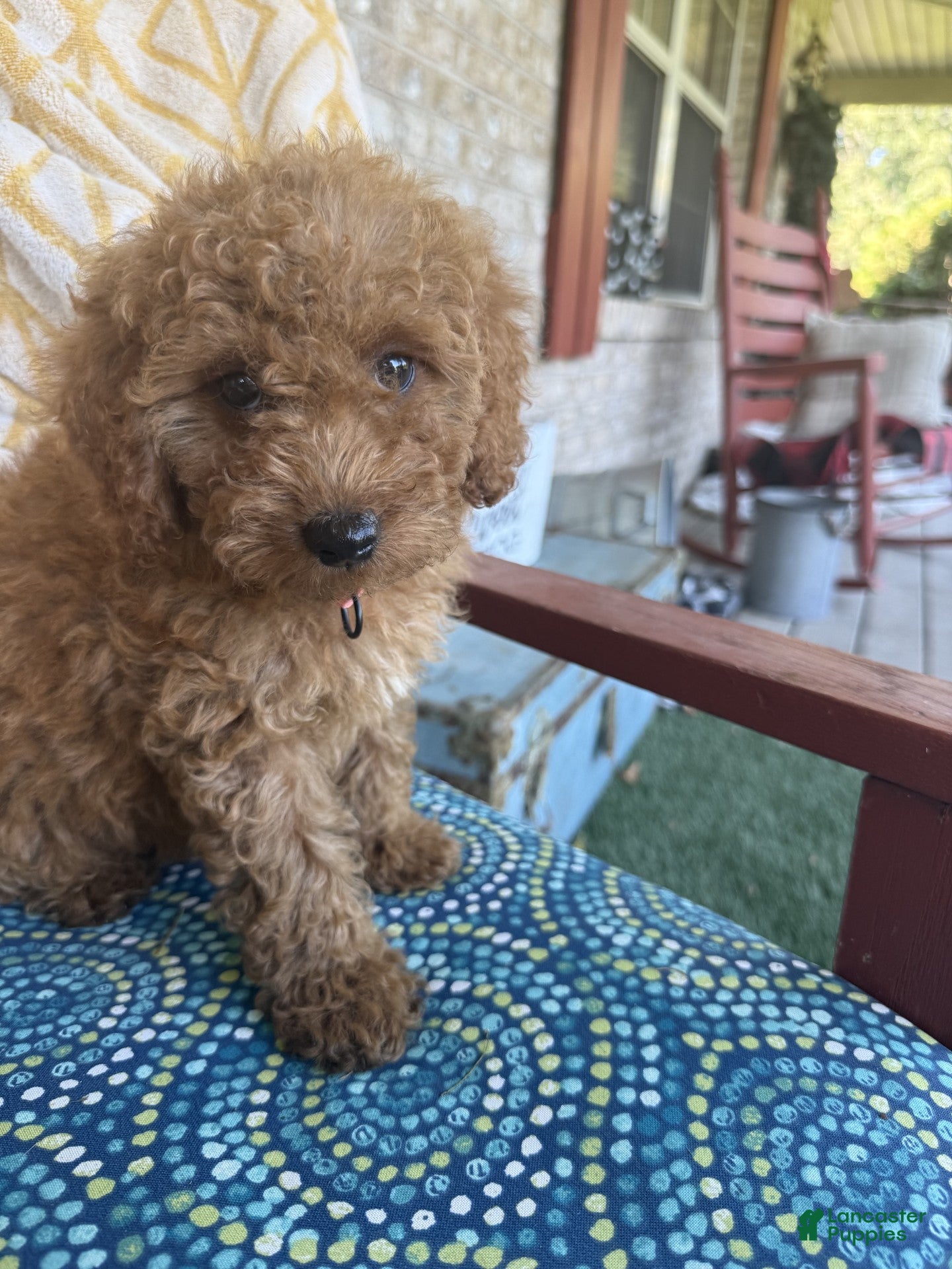 Miniature Labradoodle dogs Cora - Ad 12