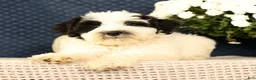 Miniature Poodle dogs for sale: Nelly - Ad 2
