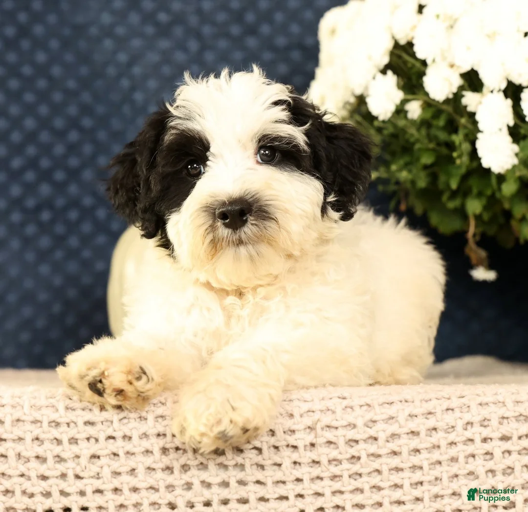 Miniature Poodle dogs for sale: Nelly - Ad 2