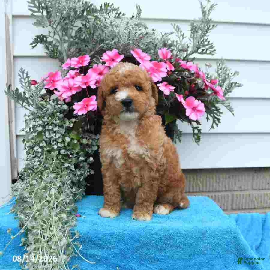 Mini Goldendoodle dogs Kelly - Ad 2