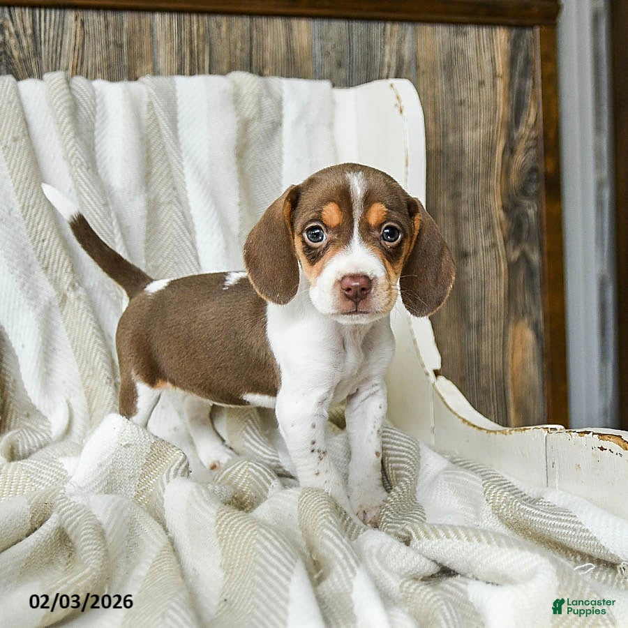 Beagle dogs Caramel - Ad 2