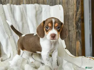 Beagle dogs Caramel - Ad 2