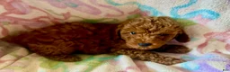 Toy Poodle dogs for sale: Charlie - Ad 1