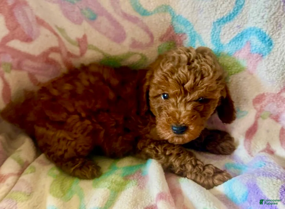 Toy Poodle dogs for sale: Charlie - Ad 1